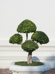 tree