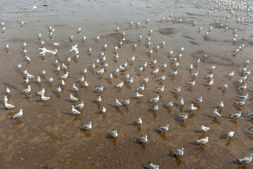 Fototapeta na wymiar Migratory seagulls flock to the Bang Pu Seaside, Thailand during November and April. 