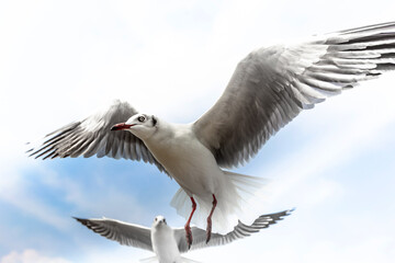 Migratory seagulls flock to the Bang Pu Seaside, Thailand during November and April.
