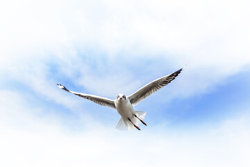 Migratory seagulls flock to the Bang Pu Seaside, Thailand during November and April.

