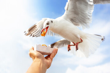 Seagull flying and eating crackling from hand