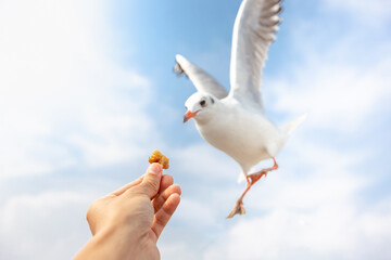 Seagull flying and eating crackling from hand