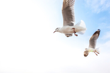 Migratory seagulls flock to the Bang Pu Seaside, Thailand during November and April.
