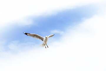 Fototapeta premium Migratory seagulls flock to the Bang Pu Seaside, Thailand during November and April. 