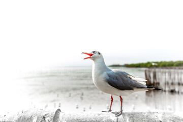 Migratory seagulls flock to the Bang Pu Seaside, Thailand during November and April.

