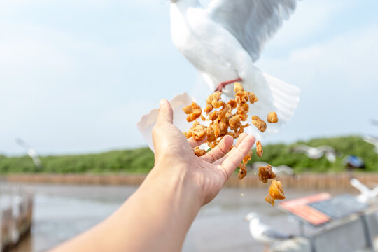 Seagull flying and eating crackling from hand
