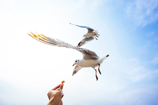 Seagull flying and eating crackling from hand