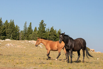 Black stallion and dun mare wild horses on Tillett ridge in the Pryor Mountains Wild Horse range in...