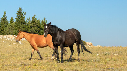 Wild horses - Black Stallion with Dun Mare in the Pryor Mountains Wild Horse range in Montana...