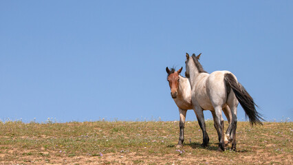 Blue and Red Roan pair of wild horses with blue background in the Pryor Mountains in Wyoming United States