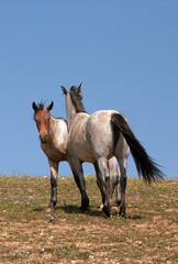 Pair of roan wild horses on ridge in the Pryor Mountains in Montana United States
