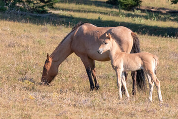 Dun mare with her baby colt foal in the Pryor Mountains in Montana United States