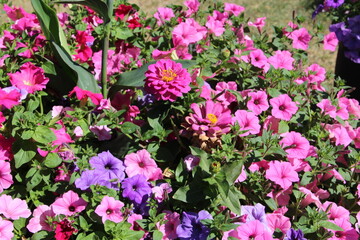 pink and purple flowers