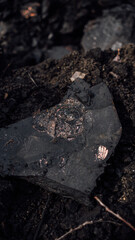 Fossil snail. Ammonite fossil, imprint on clay.