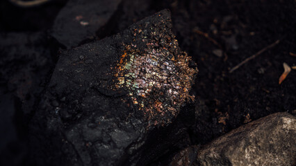 Fossil snail. Ammonite fossil, imprint on clay.