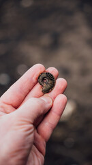 Ammonite ancient fossil. ammonite substituted by pyrite. fossil mollusk