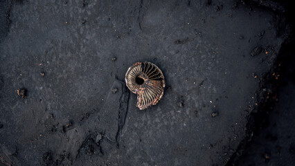 Ammonite ancient fossil. ammonite substituted by pyrite. fossil mollusk