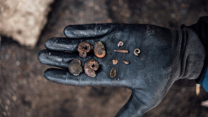 Ammonite ancient fossil. ammonite substituted by pyrite. fossil mollusk