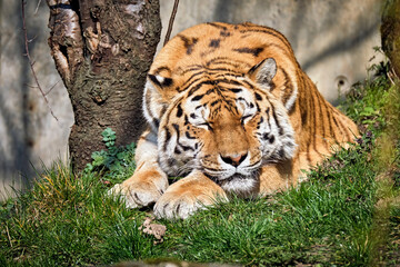 Sibirischer Tiger ( Panthera tigris altaica ).