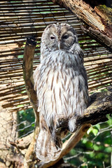 Habichtskauz oder Uralkauz ( Strix uralensis ).