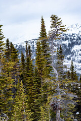 Spruce, pine trees in the boreal forest of Canada with snow capped mountains in background. 
