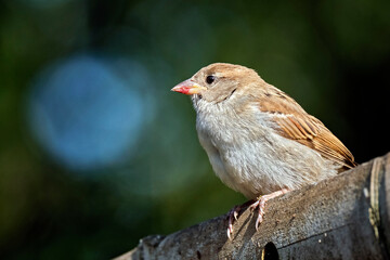 Haussperling ( Passer domesticus ) – auch Spatz oder Hausspatz.