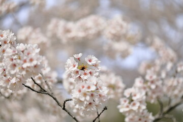 日本の桜