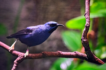 Türkisnaschvogel ( Cyanerpes cyaneus ).
