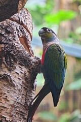 Rotbauchsittich ( Pyrrhura perlata ).