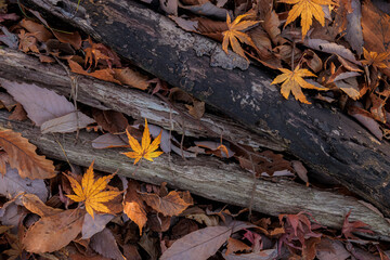 雑木林で黄葉したカエデの落ち葉と倒木