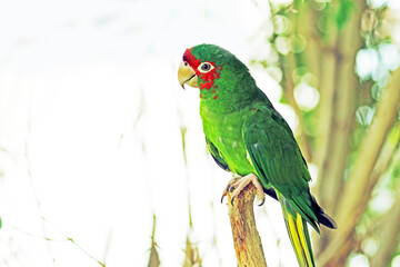 the parrot in the park