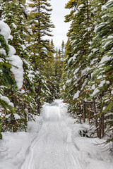 Hiking through the boreal forest of Canada during winter season with snow covered landscape. 
