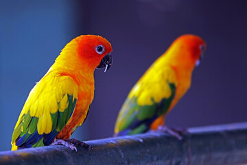 the parrot in the park