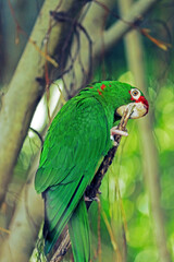 the parrot in the park