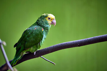 Gelbscheitelamazone ( Amazona ochrocephala ).