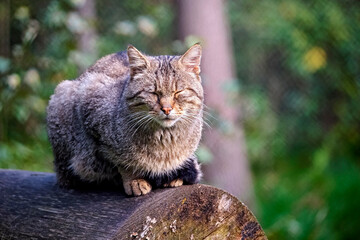 Europäische Wildkatze oder Waldkatze ( Felis silvestris ).