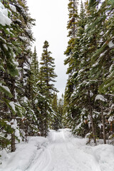Snowy hiking trail in the boreal forest during winter season. 
