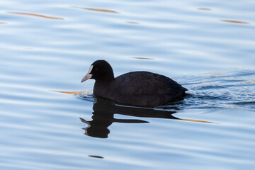 The American coot is swimming in the pond