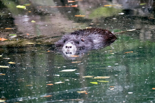 Nutria ( Myocastor coypus ).