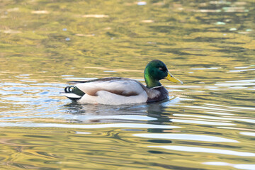 Obraz premium duck on the lake