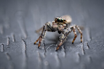 Rindenspringspinne ( Marpissa muscosa ).