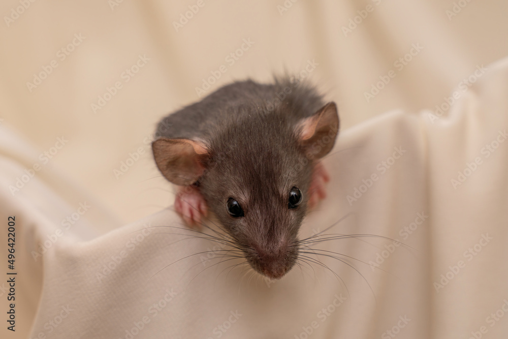 Wall mural Head of gray little rat on white background