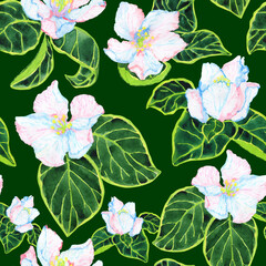 Delicate quince flowers on dark green background, seamless floral watercolor pattern 