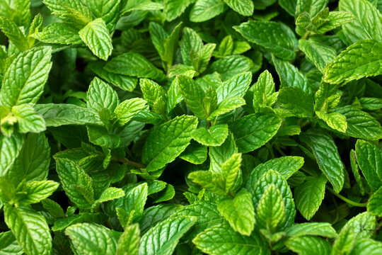 Menta fresca