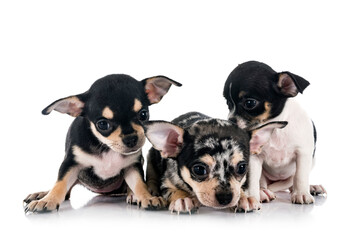 chihuahuas in studio
