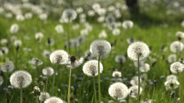 Pusteblumen im Fr&uuml;hjahr vor gr&uuml;nem Hintergrund