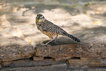 Cactus Wren eating a caterpillar