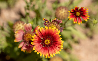 Indian blanket or fire wheel flower blooming
