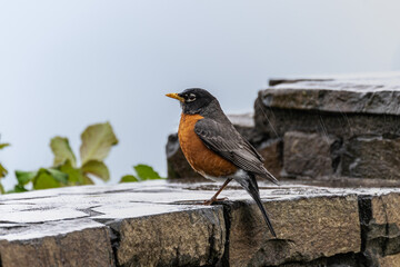 robin on a brick wall