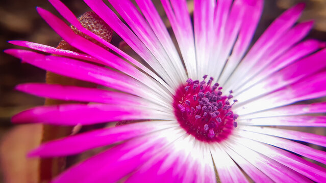 Closeup  shot of  a Livingstone daisy flower in a natural light, slective focus. Cleretum bellidiforme, Macro close up of pink flower